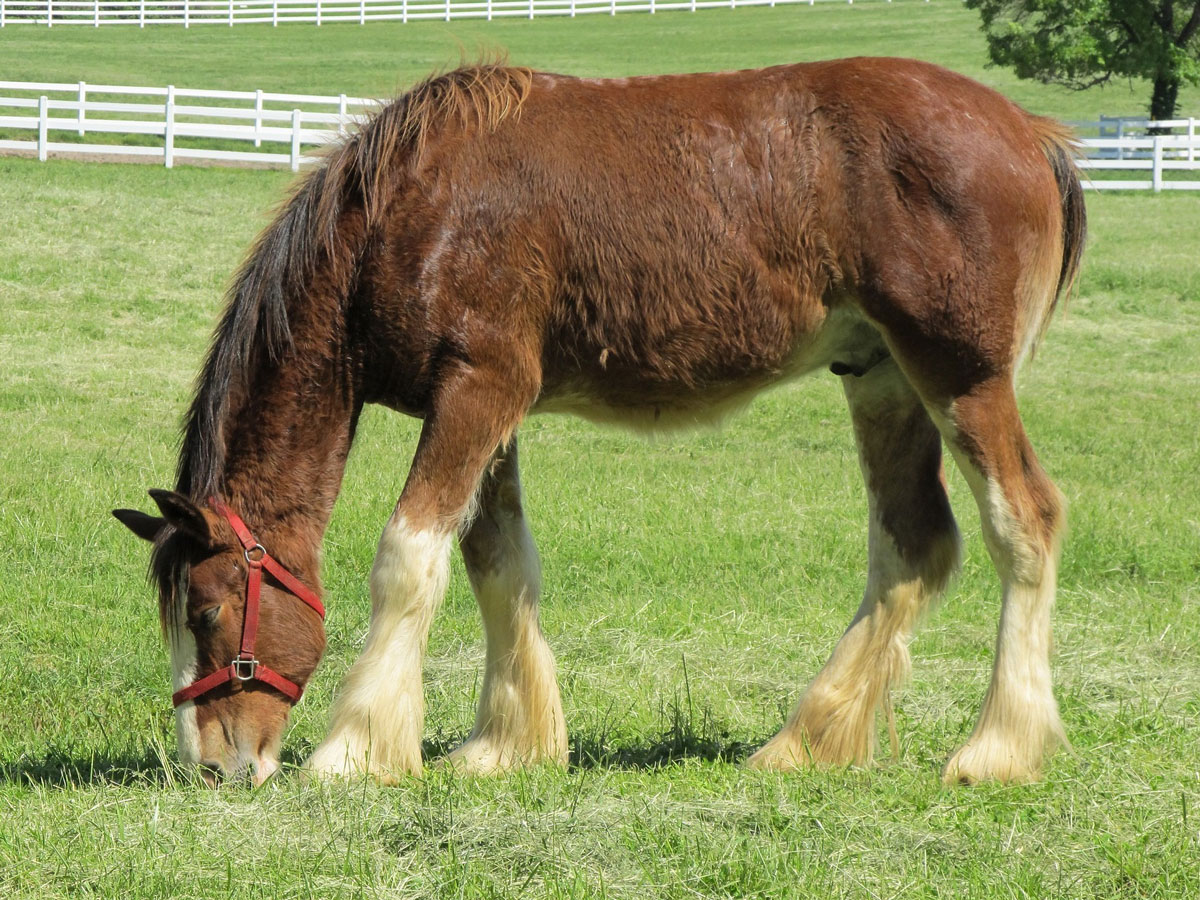 Clydesdale horse for sale fl